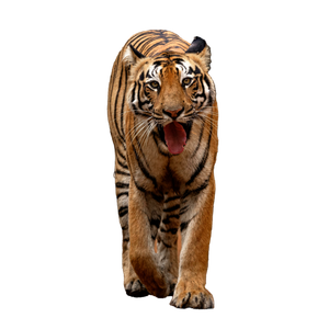 Close Up Of A Bengal Tiger Prowling Through The Natural Forest In MH, India. 13655 - Cat PNG image with transparent background